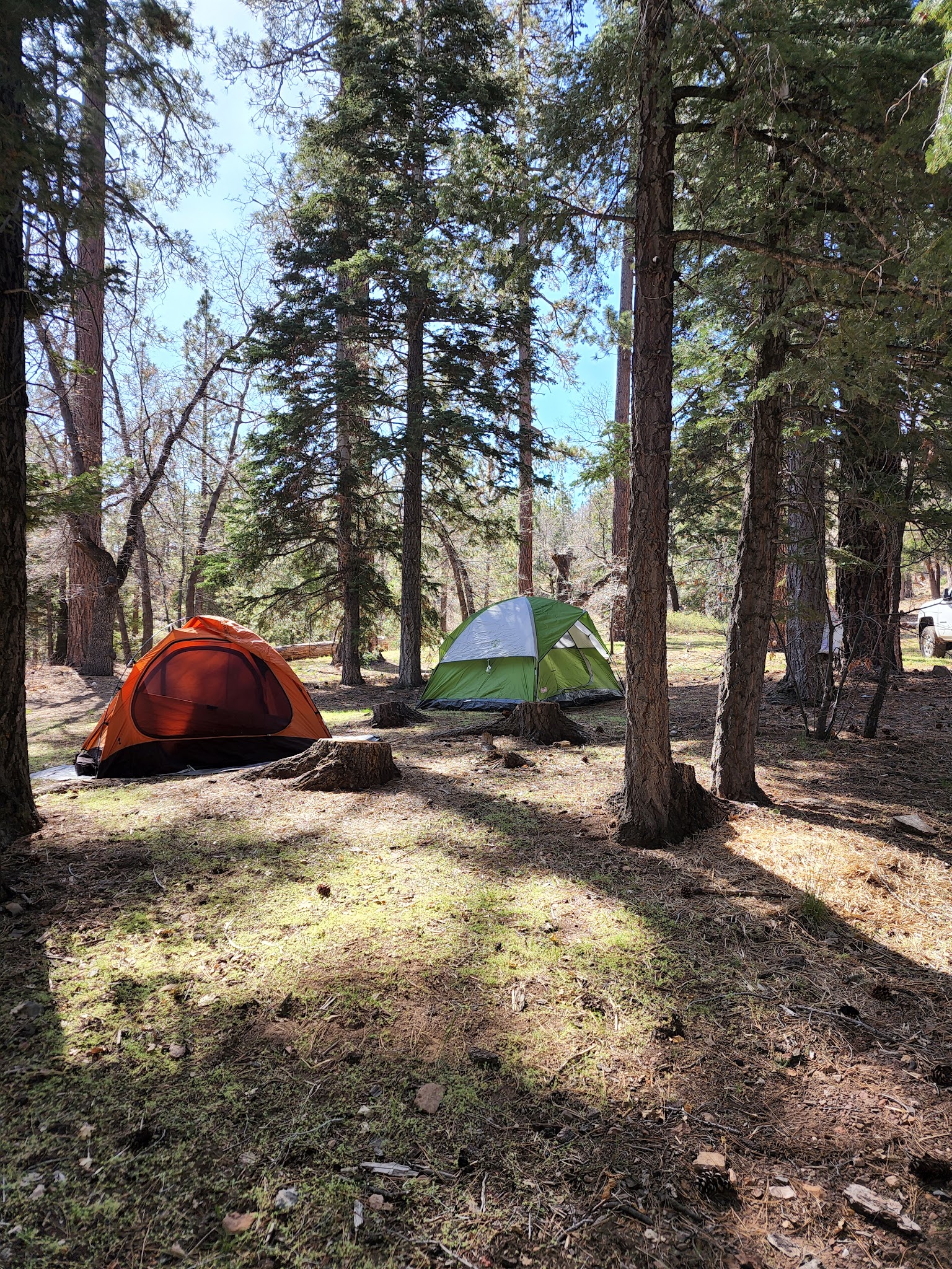 Buttercup Group Camp