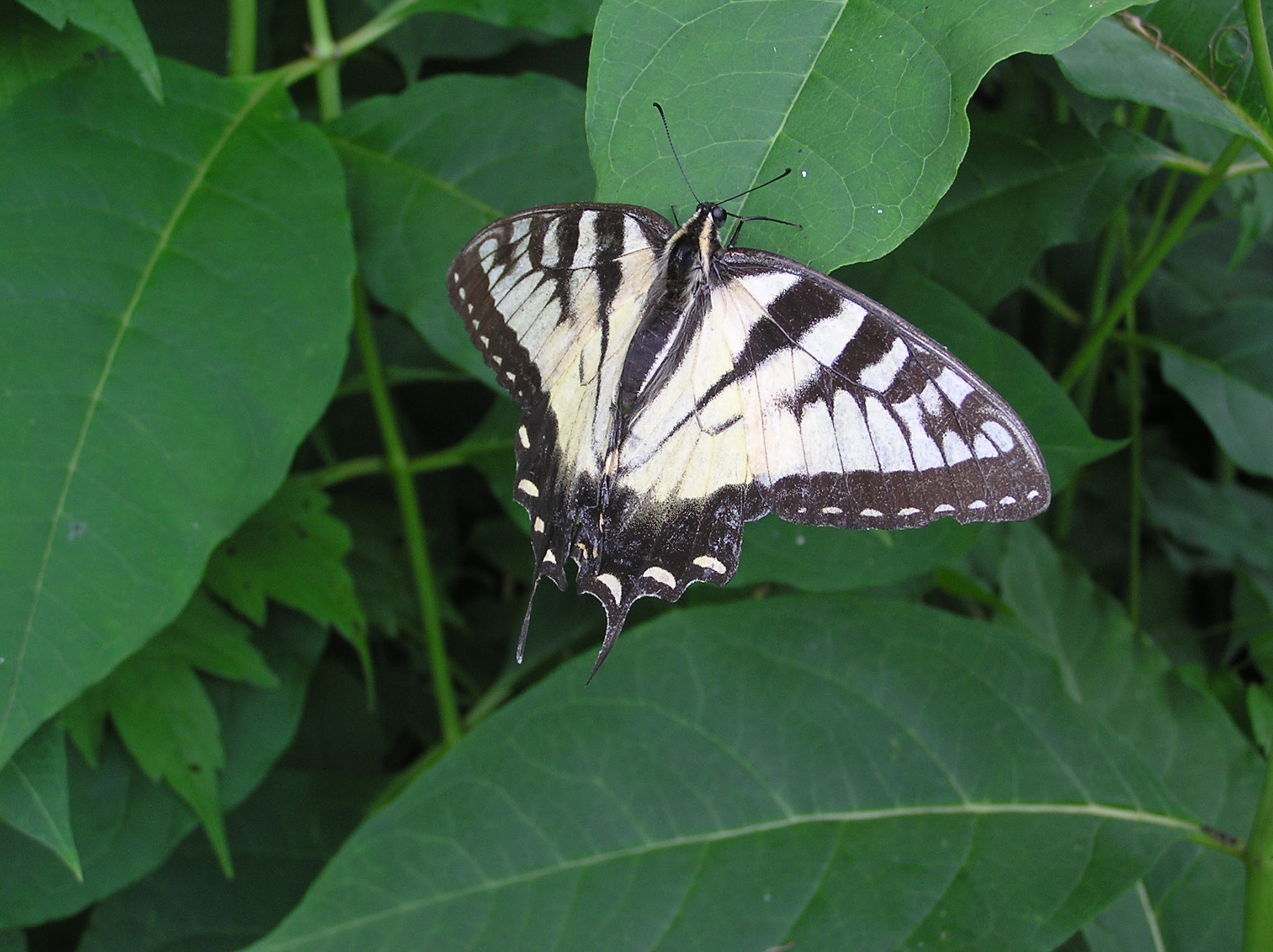 White Pine South Group Camp