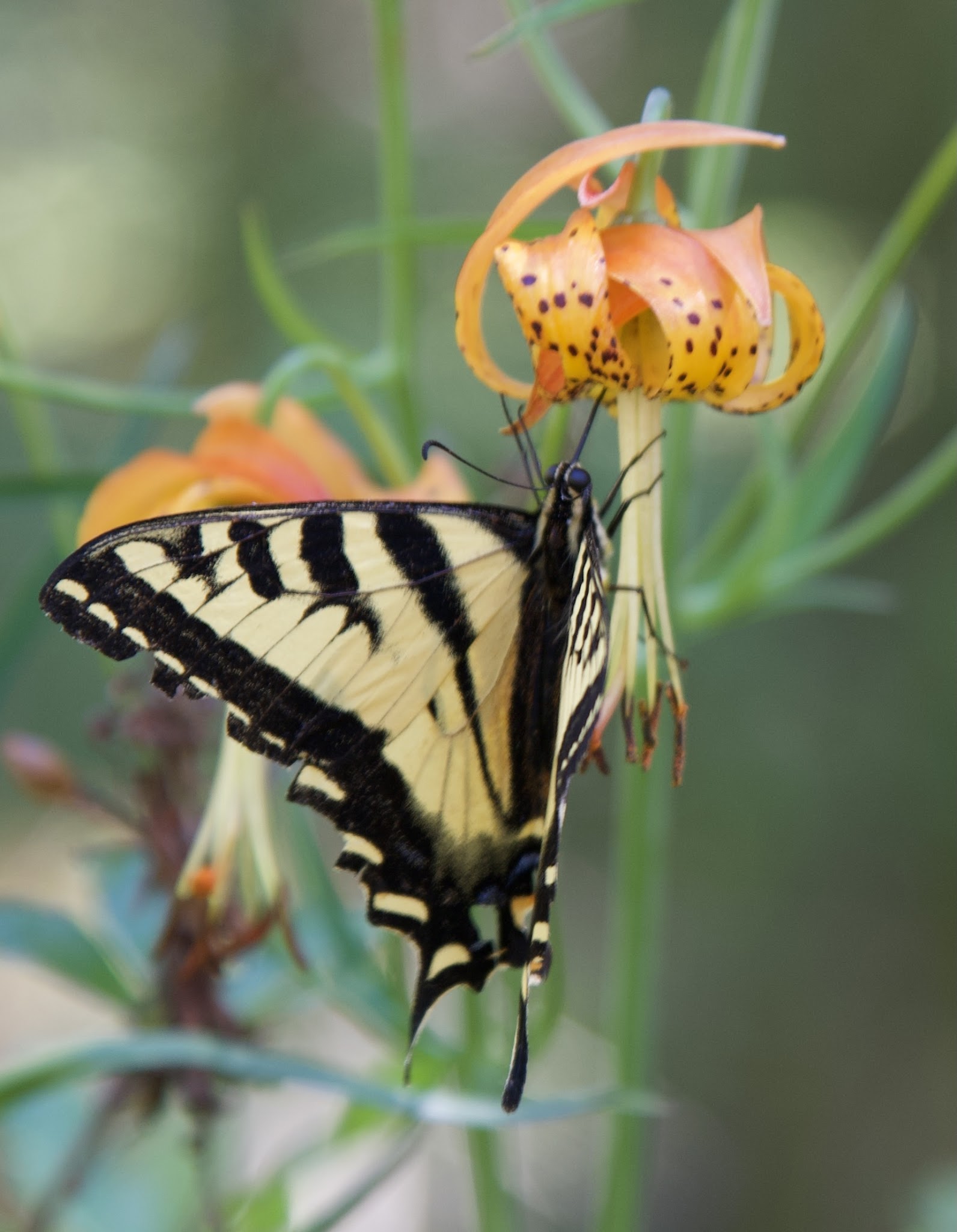 Spalding Pond Campground