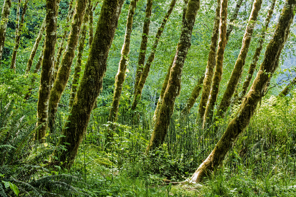Jedediah Smith Redwoods Campground