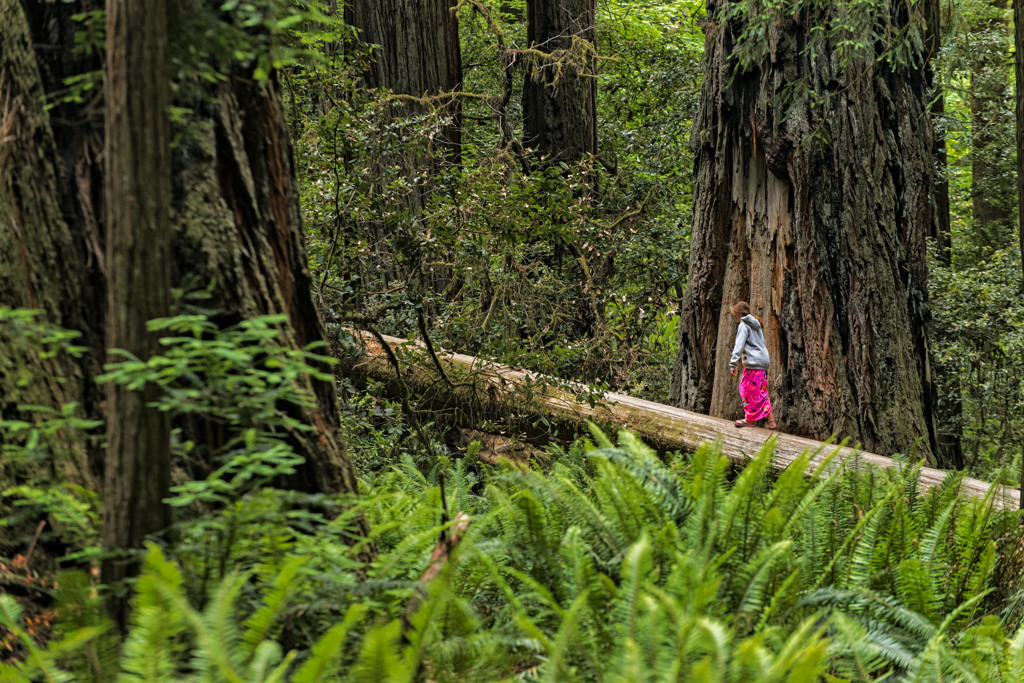 Jedediah Smith Redwoods Campground