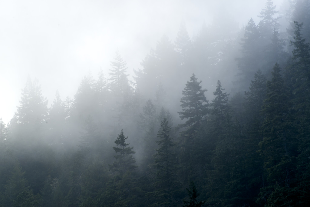 Jedediah Smith Redwoods Campground