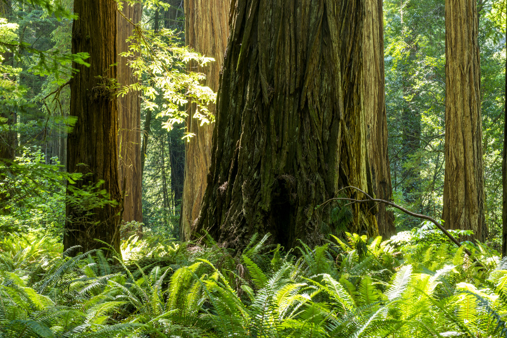 Jedediah Smith Redwoods Campground
