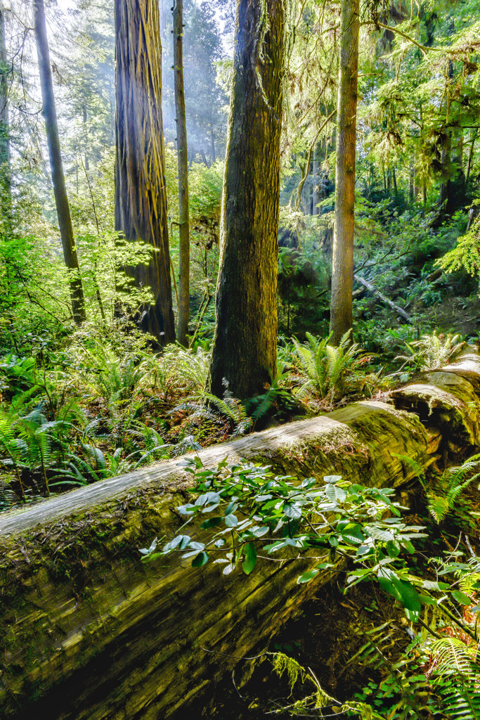 Jedediah Smith Redwoods Campground