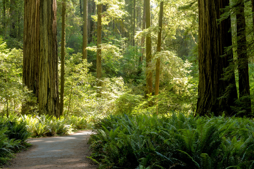 Jedediah Smith Redwoods Campground