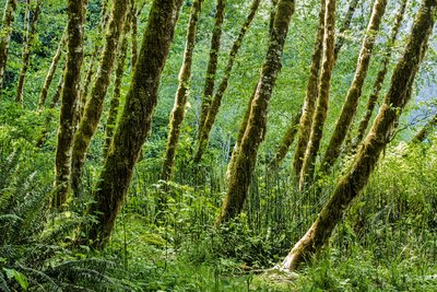 Jedediah Smith Redwoods Campground