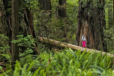 Jedediah Smith Redwoods Campground