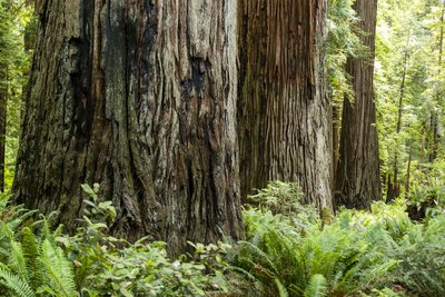 Jedediah Smith Redwoods Campground