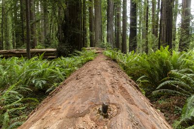 California State Parks