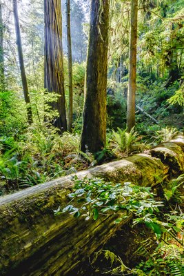 California State Parks