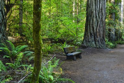 Jedediah Smith Redwoods Campground