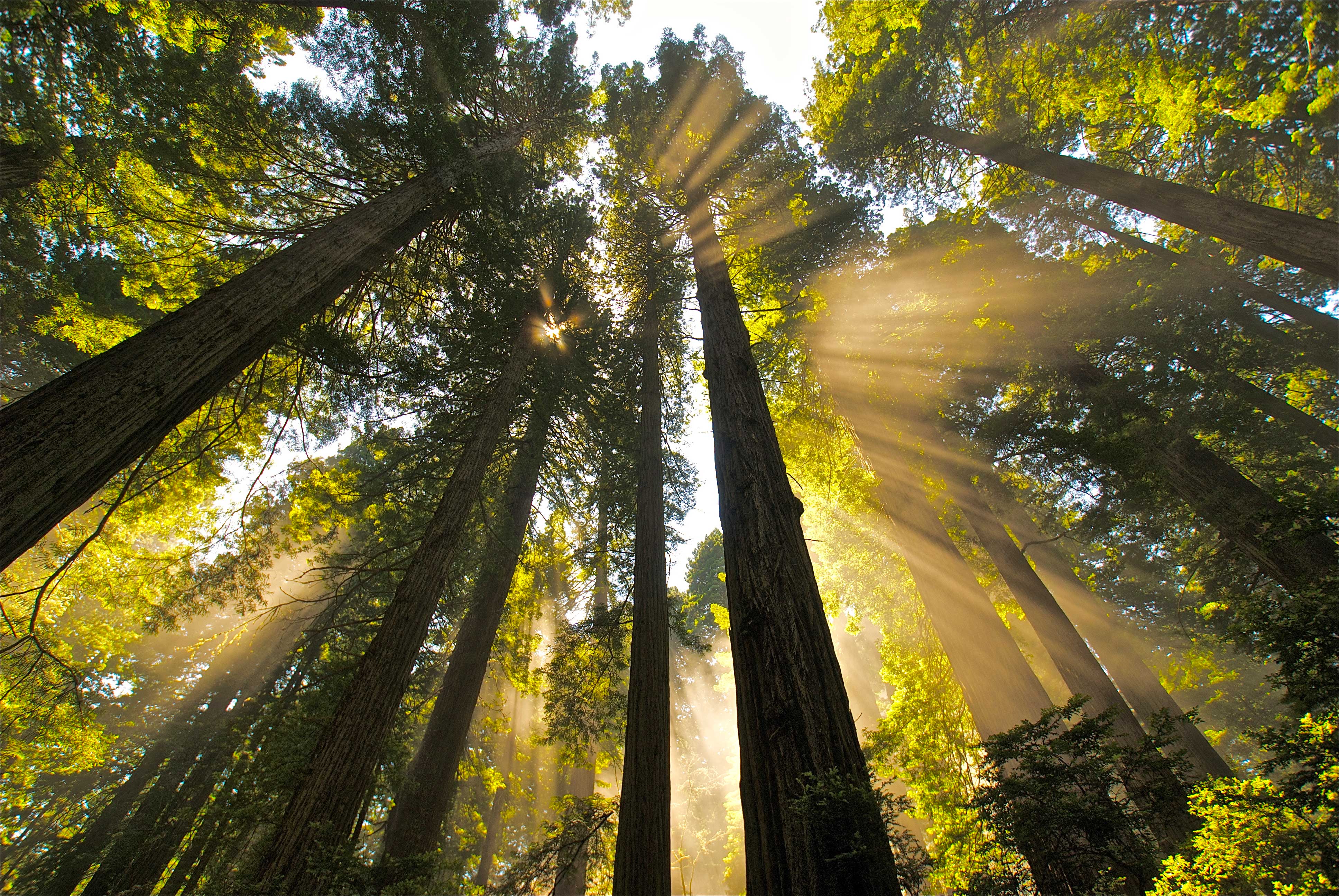 Del Norte Coast Redwood State Park Mill Creek Campground