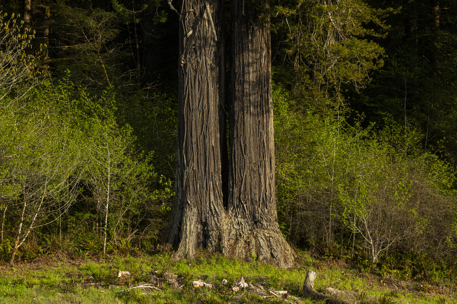 California State Parks