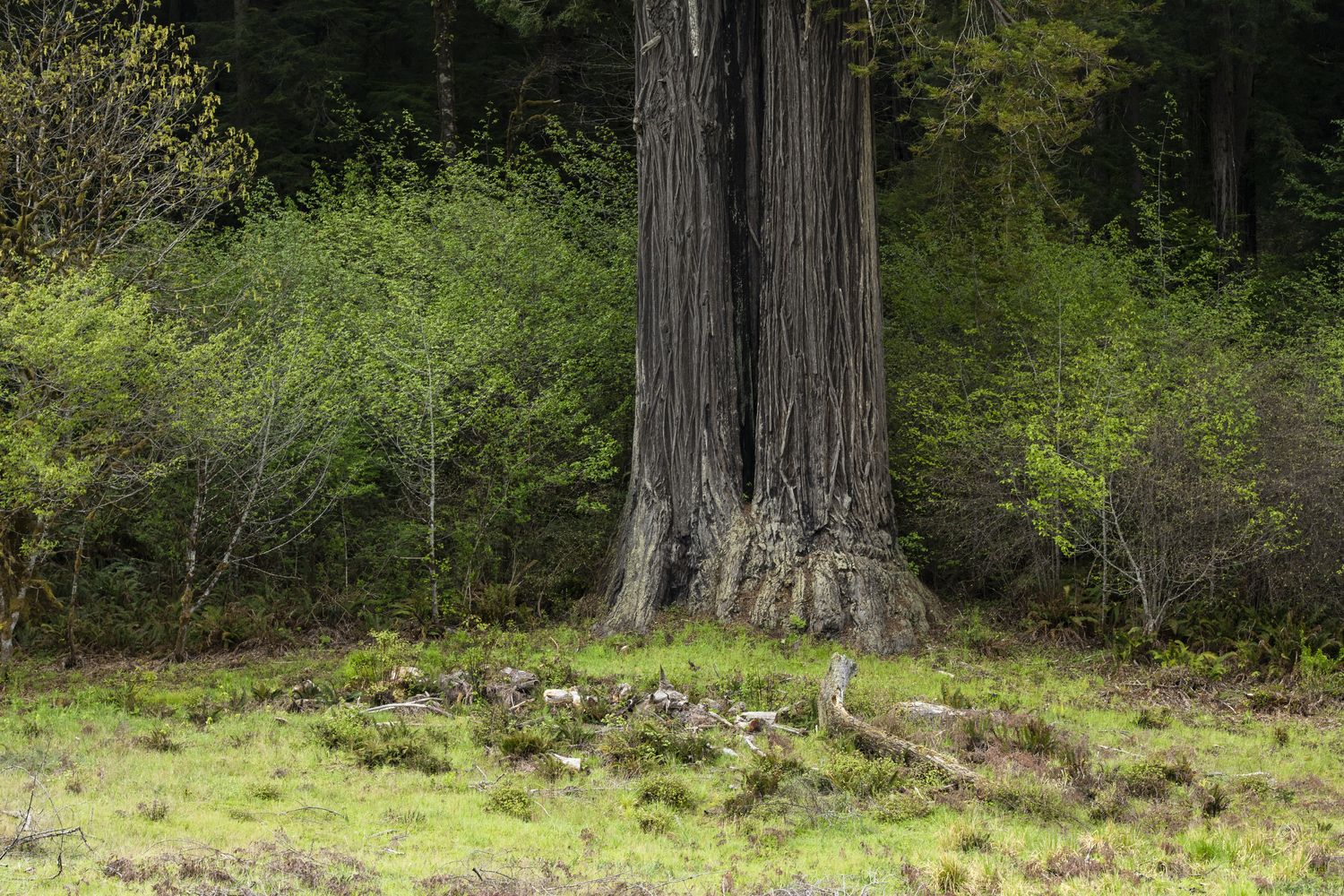 Gold Bluff Beach Campground