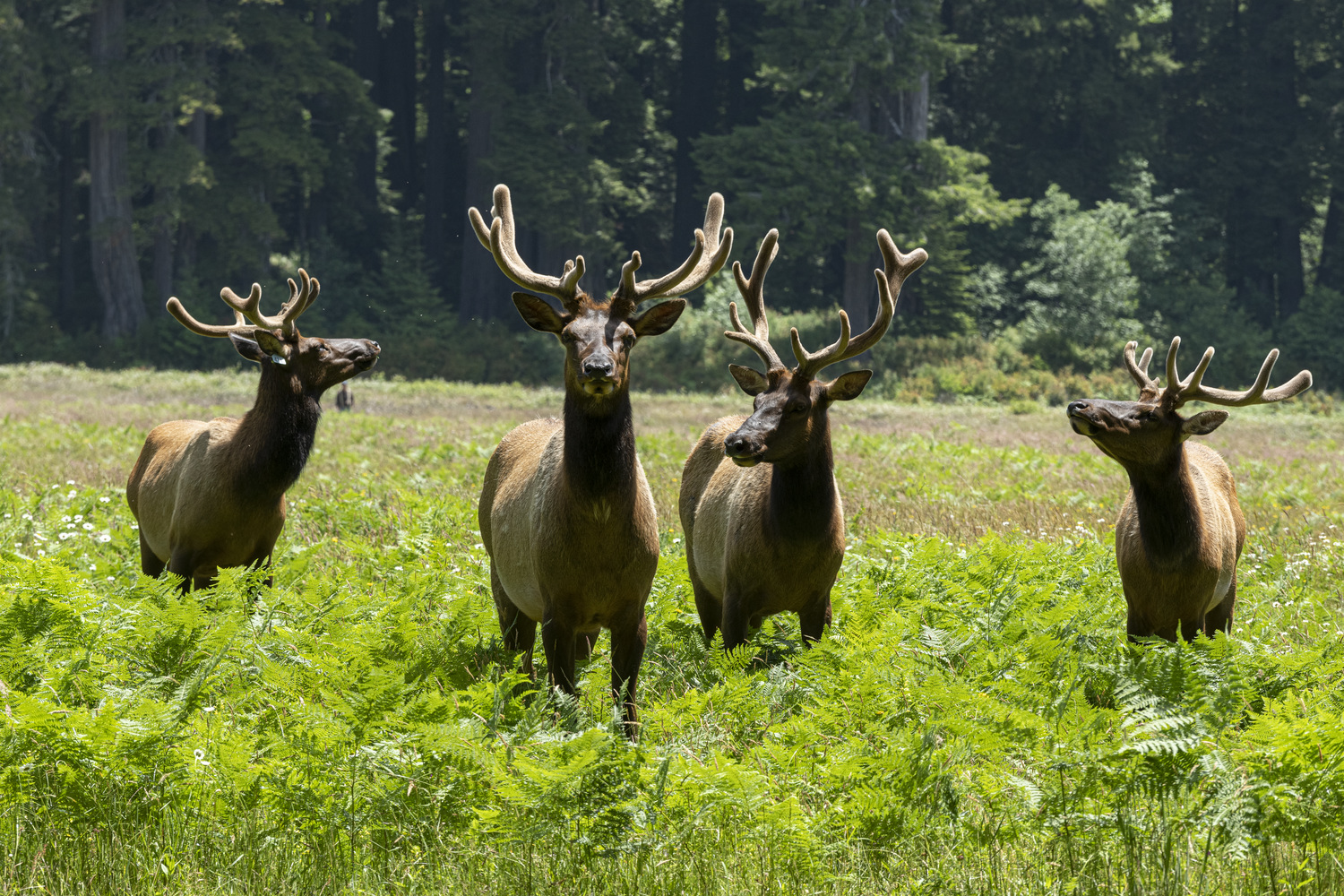 California State Parks