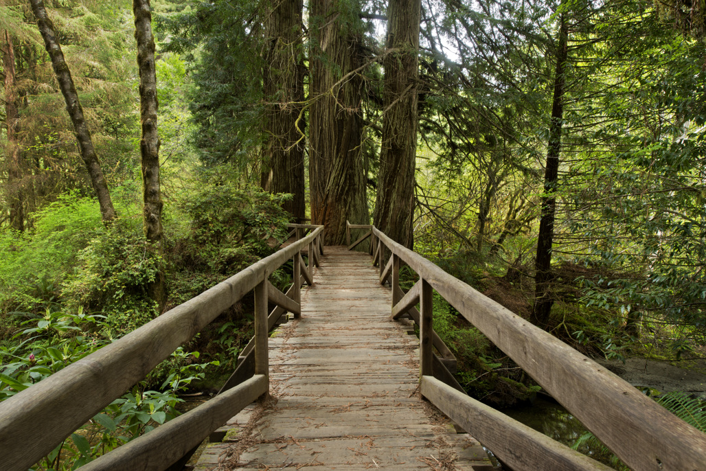 Gold Bluff Beach Campground