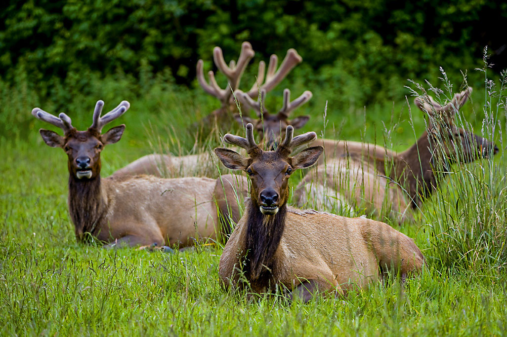 Dry Lagoon E- Campground