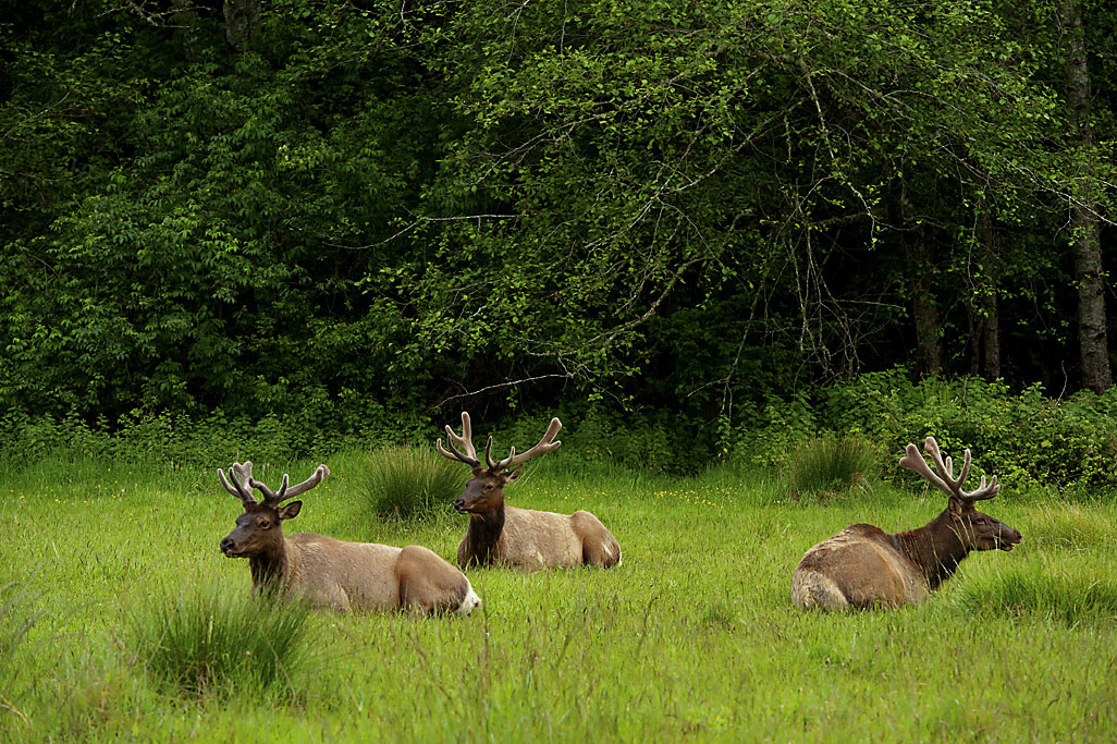 California State Parks
