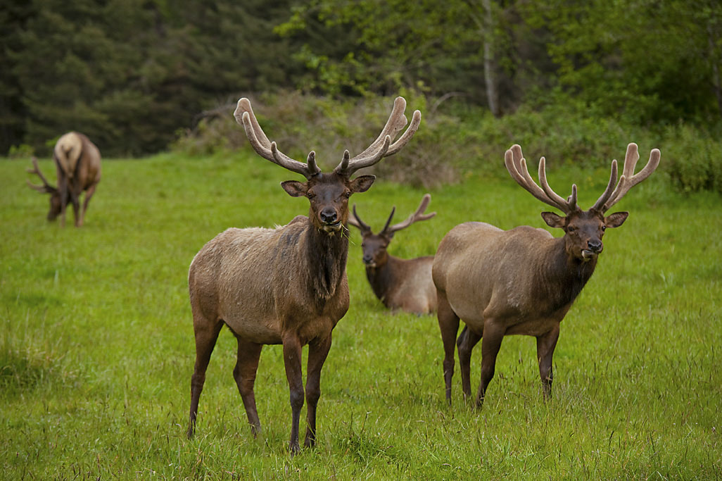 California State Parks