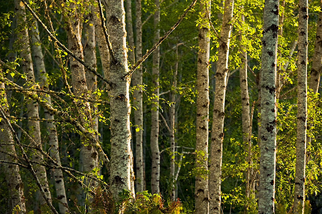 Stone Lagoon Boat-In Campground