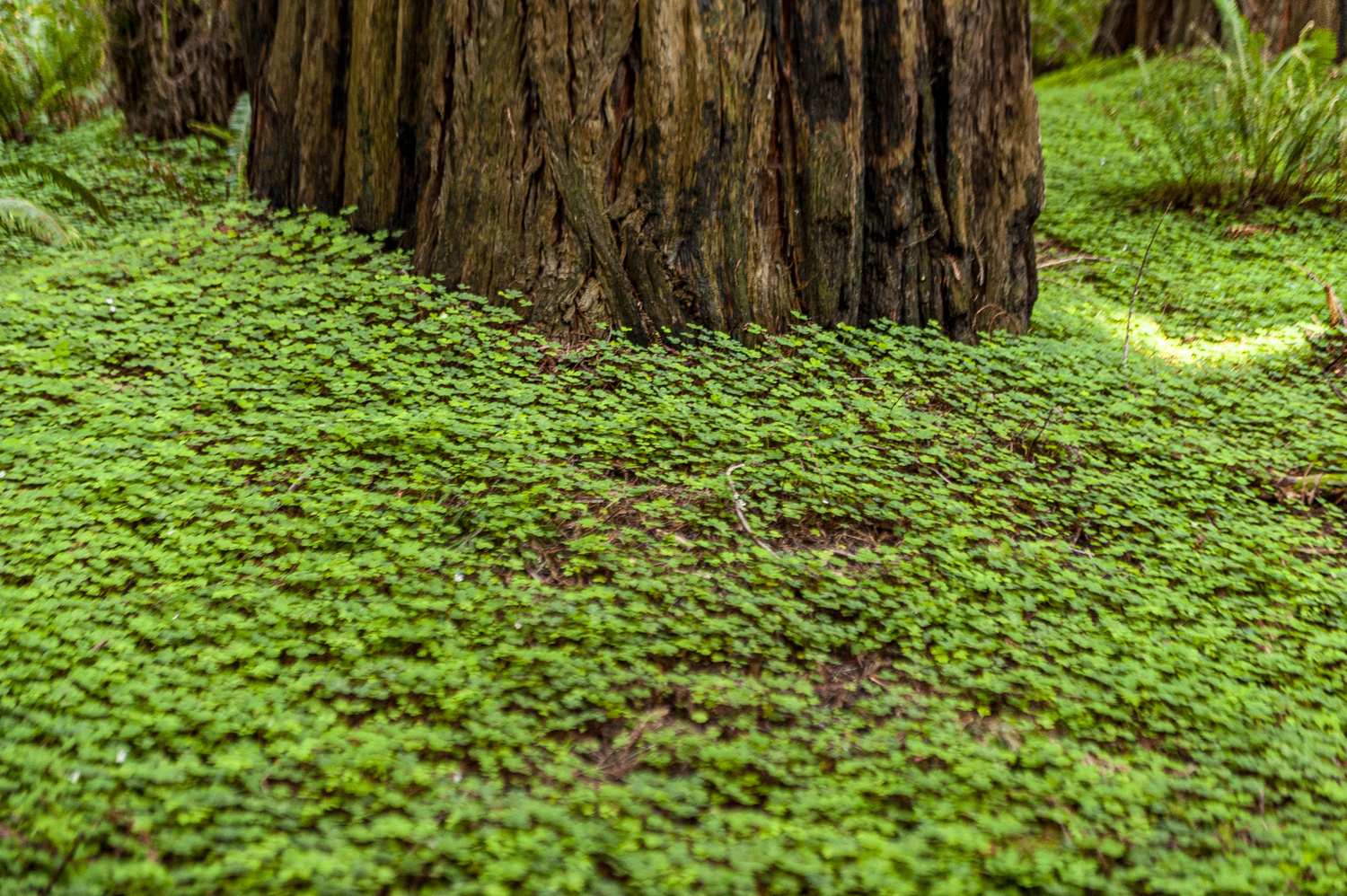 California State Parks
