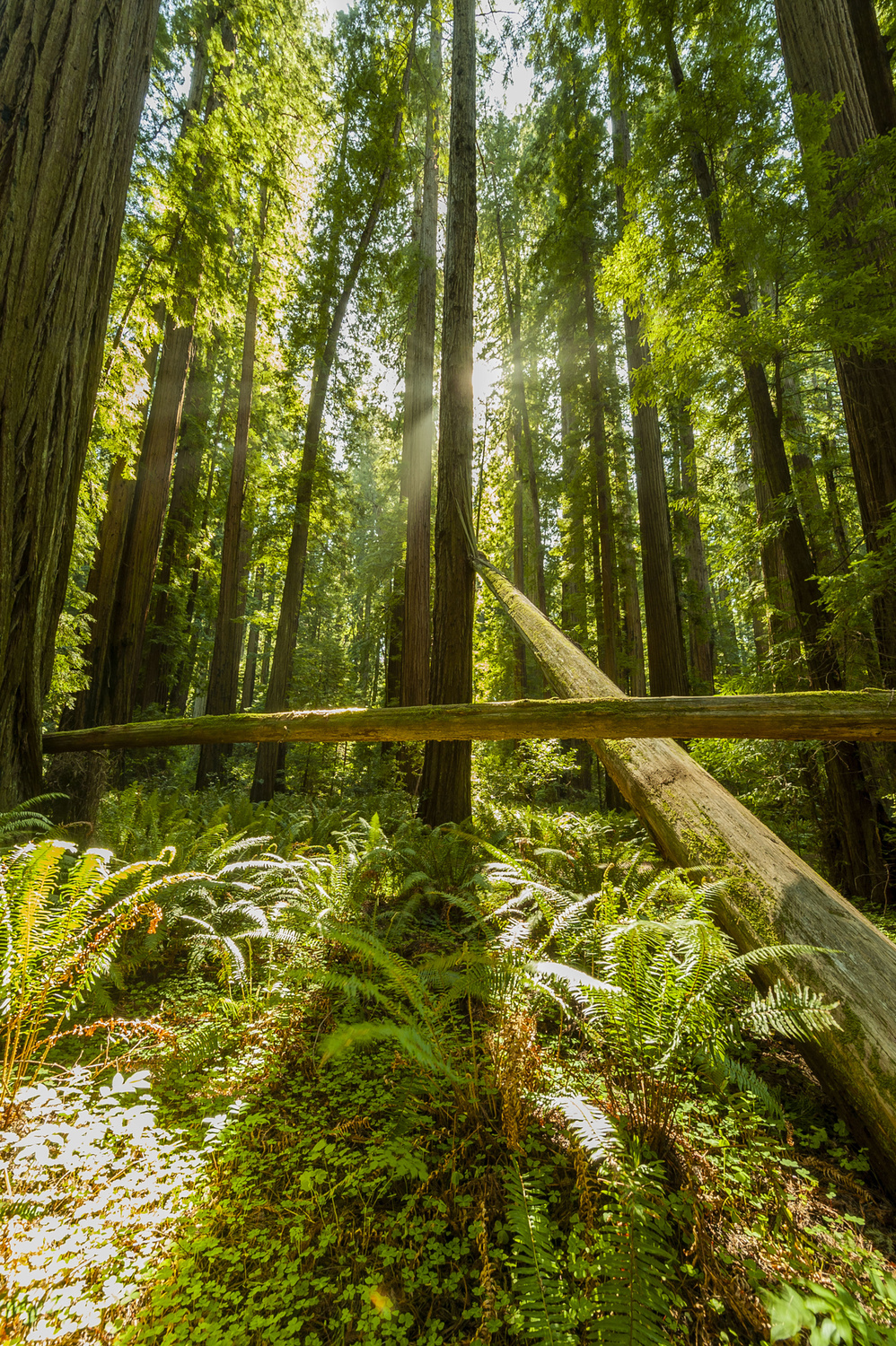 California State Parks