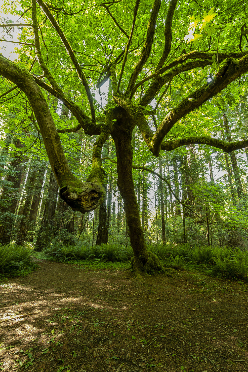 California State Parks