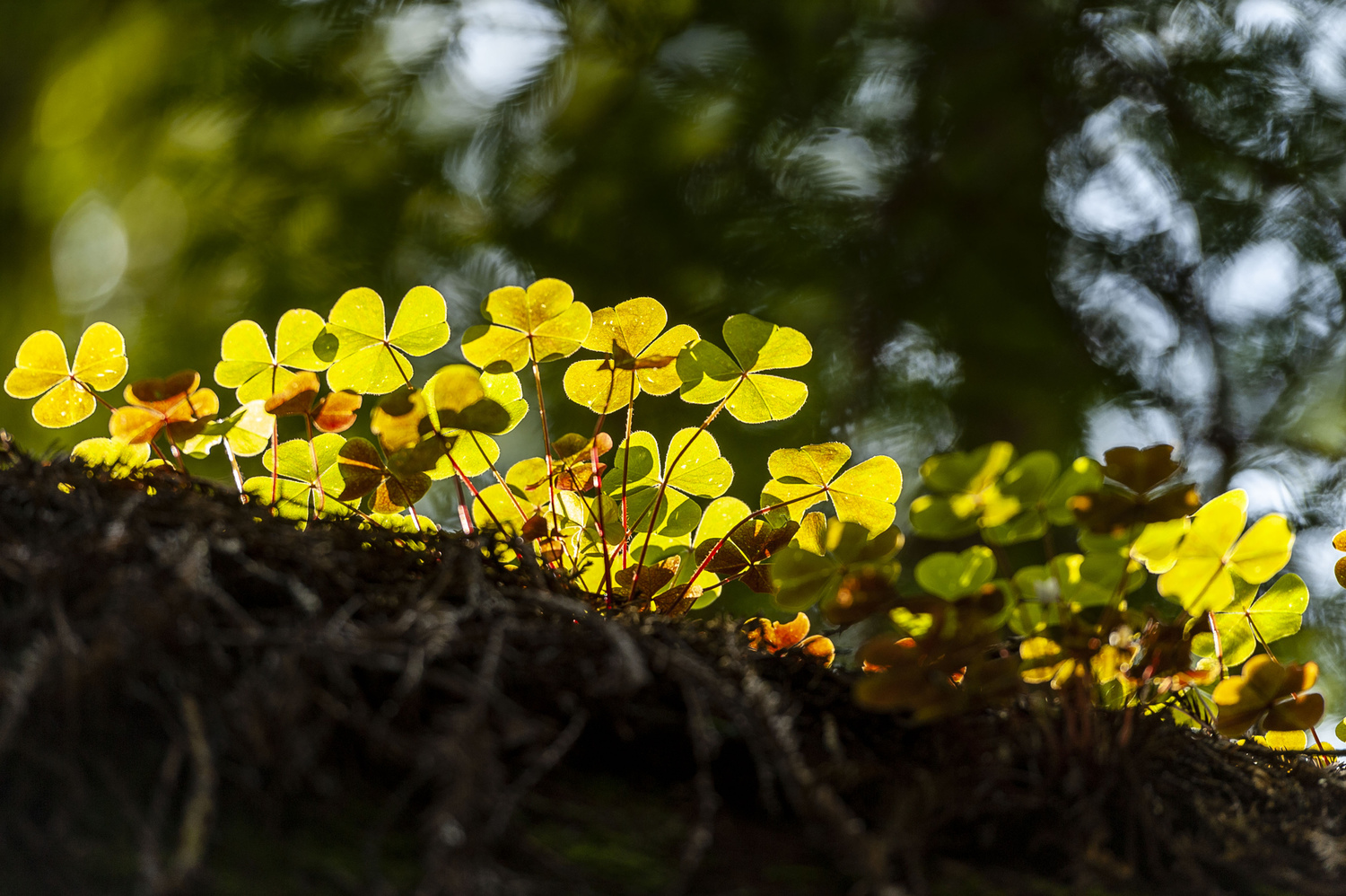 California State Parks