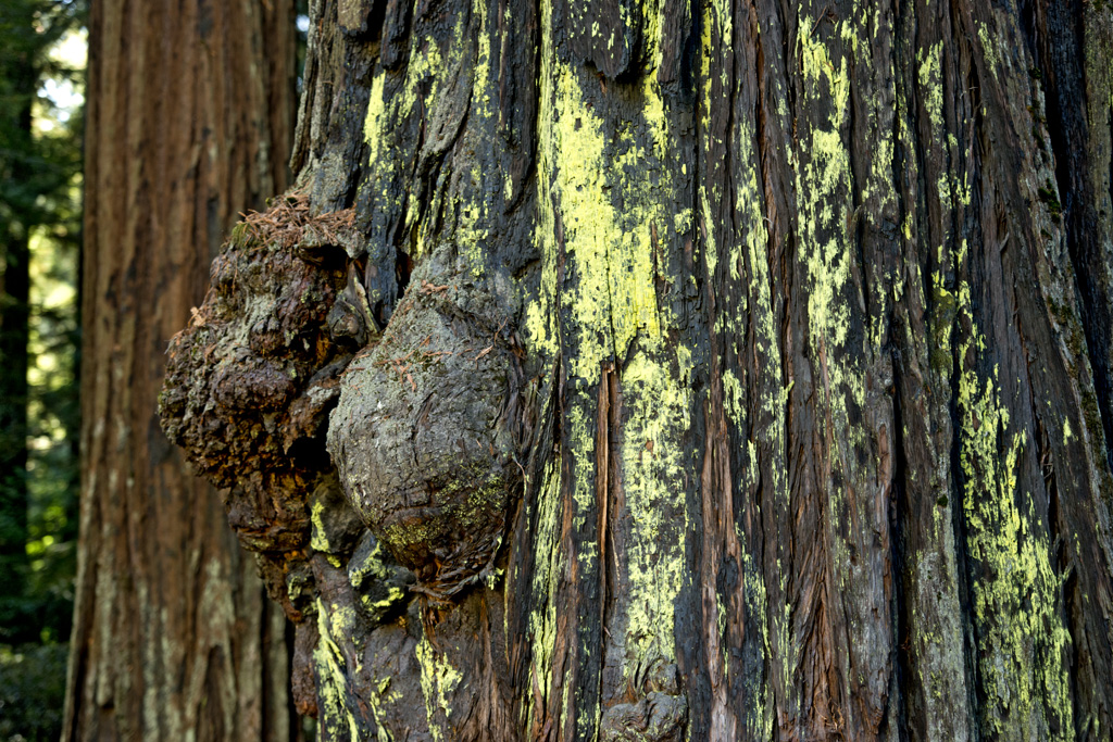 Huckleberry Campground