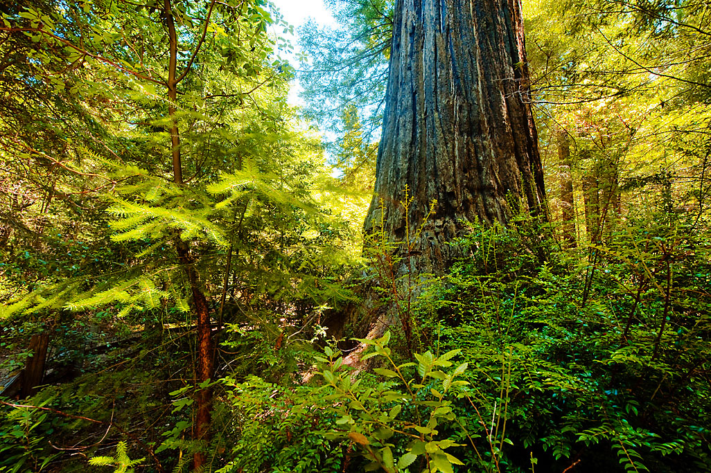 California State Parks