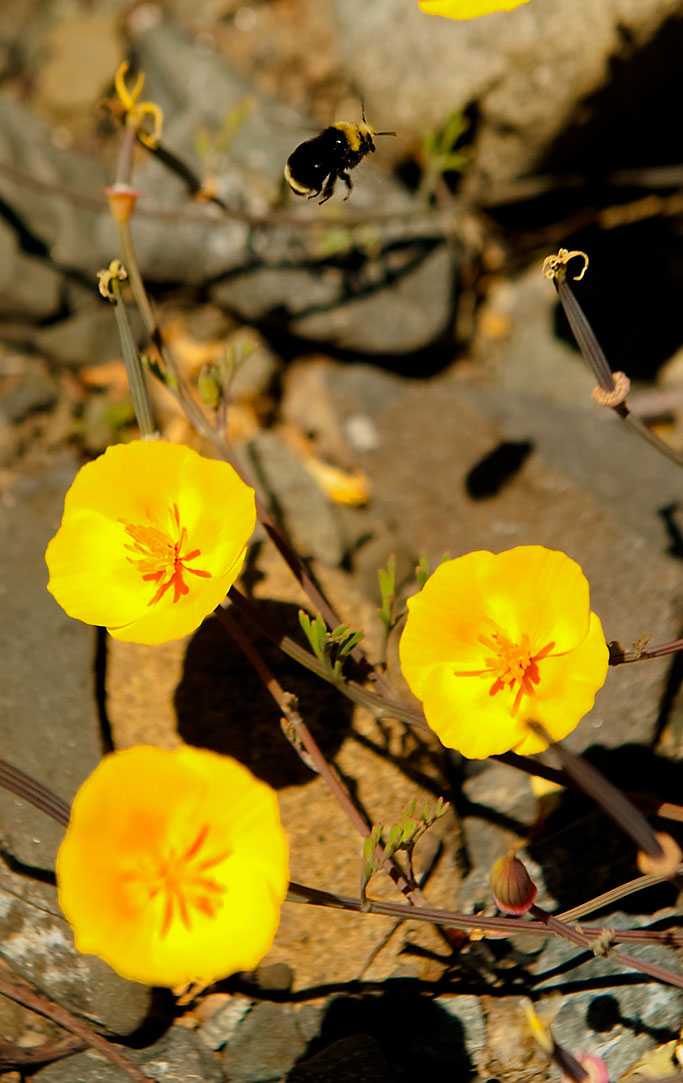 California State Parks