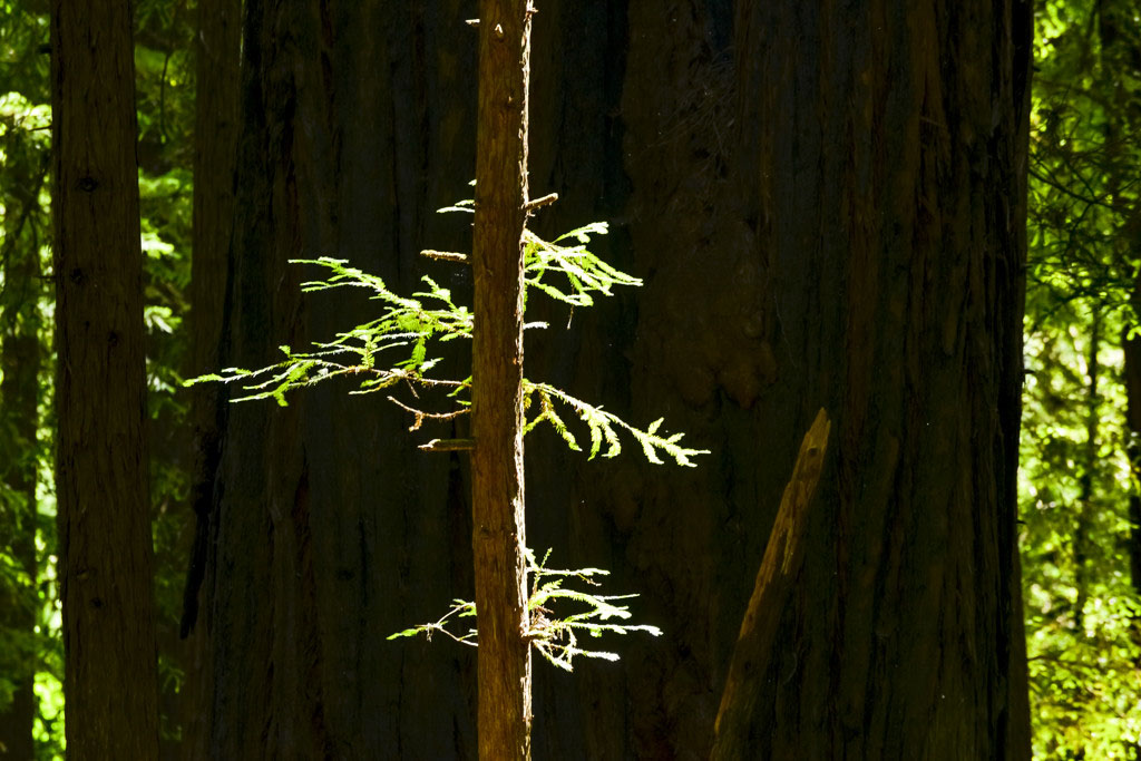 California State Parks