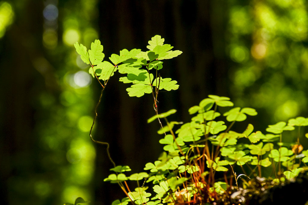Hidden Springs Campground