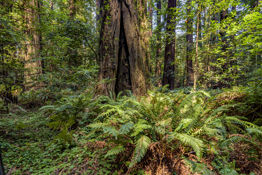 Johnson Trail Campground