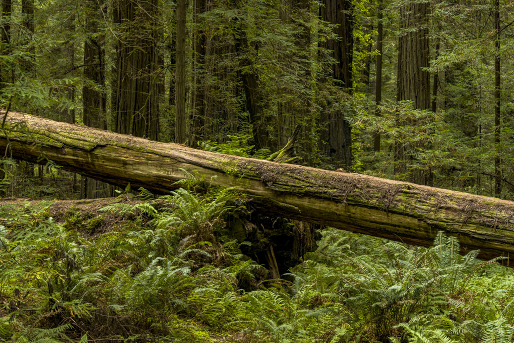Albee Creek Campground