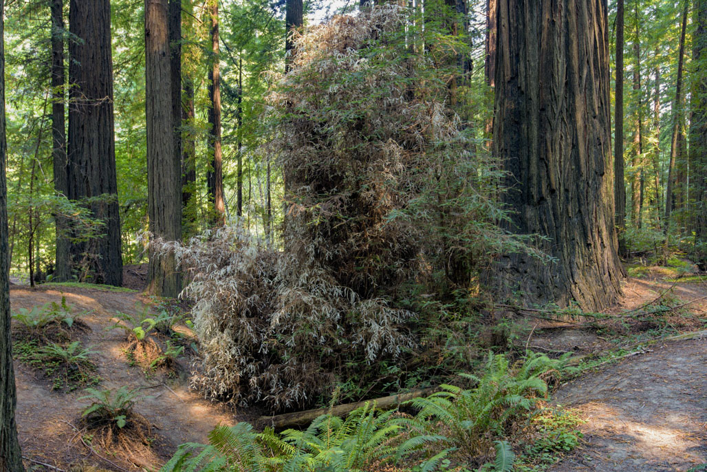 California State Parks