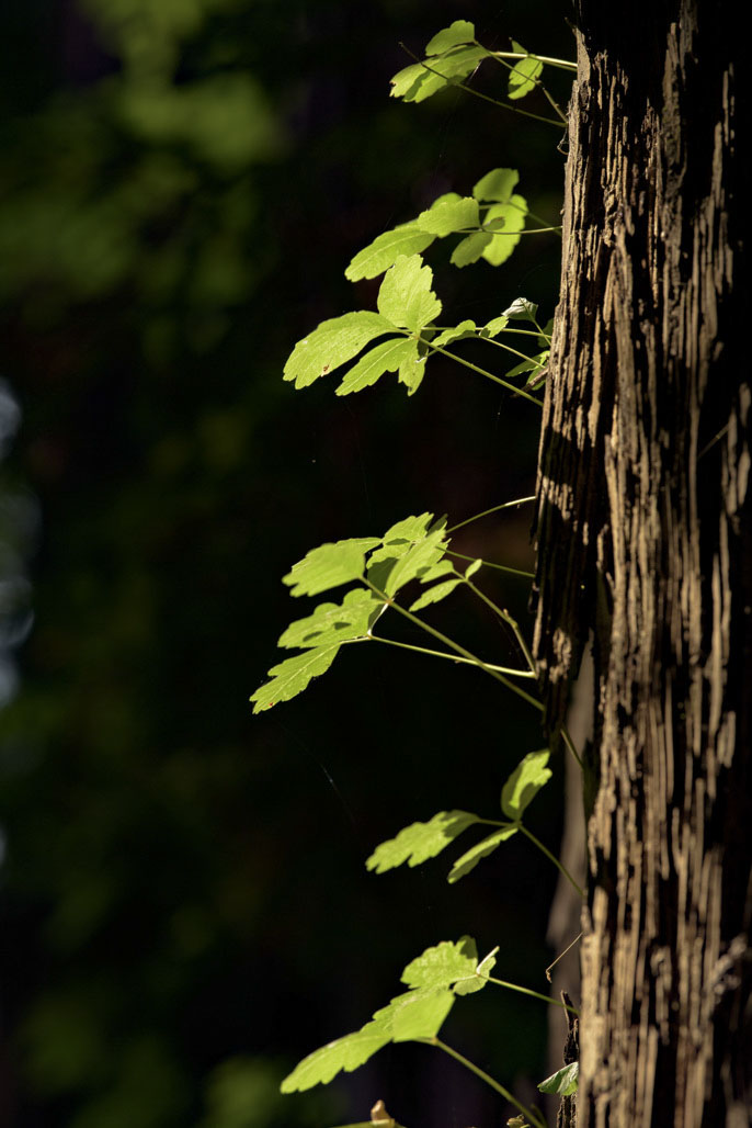 Marin Group Campground
