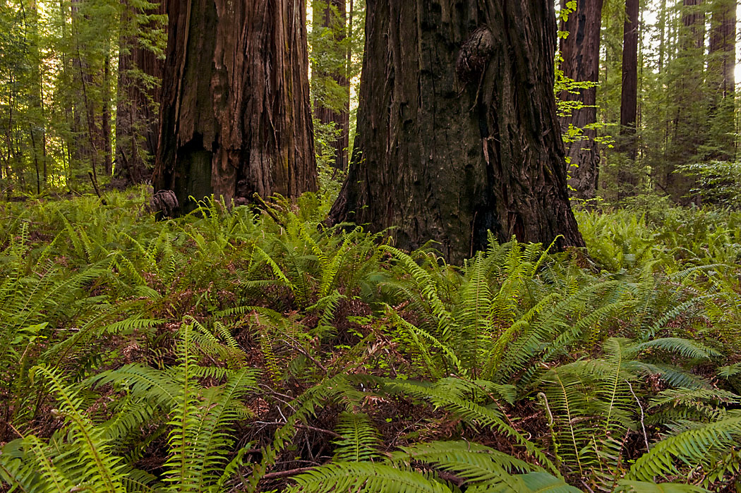 California State Parks