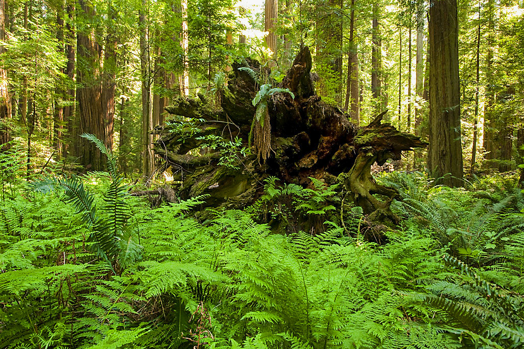 Burlington Campground