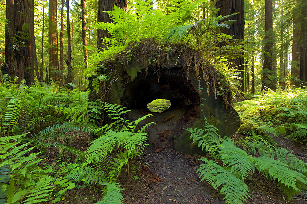 Johnson Trail Campground
