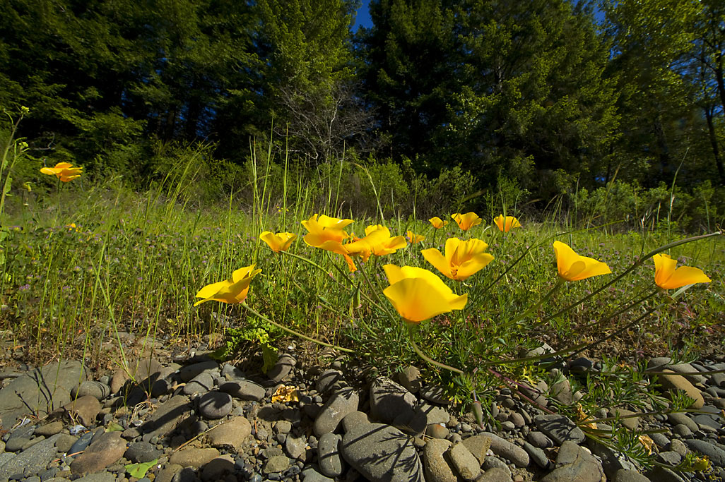 California State Parks