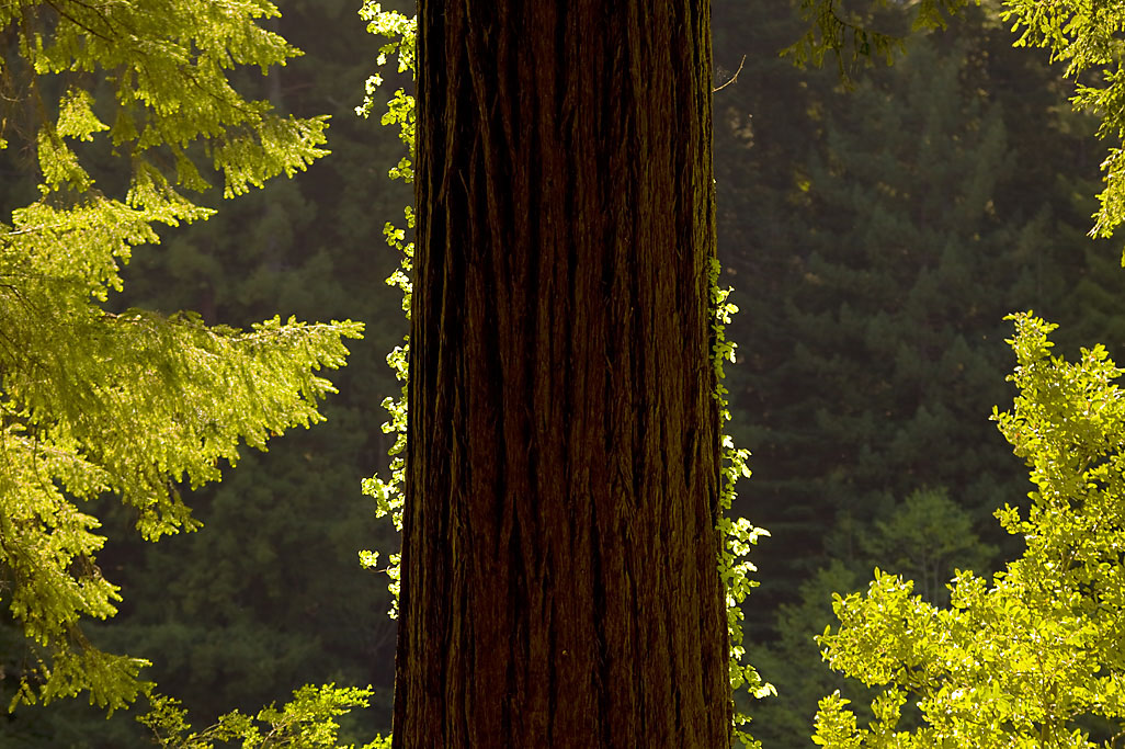 California State Parks