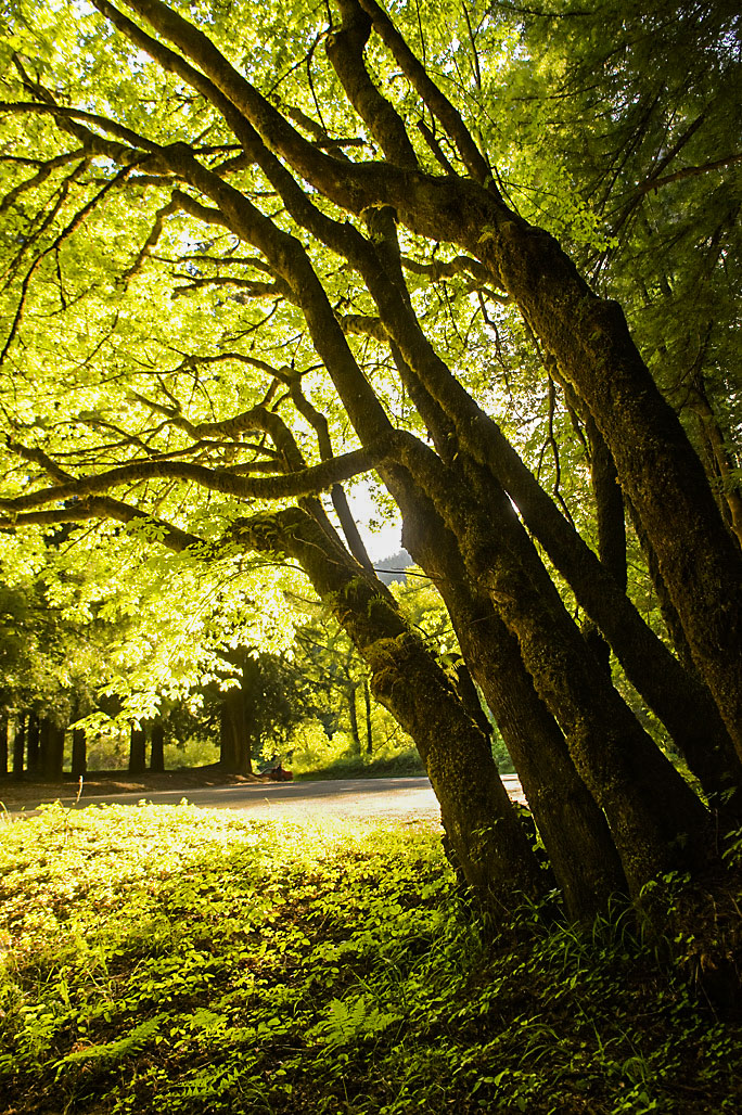Trail Bull Creek Campground