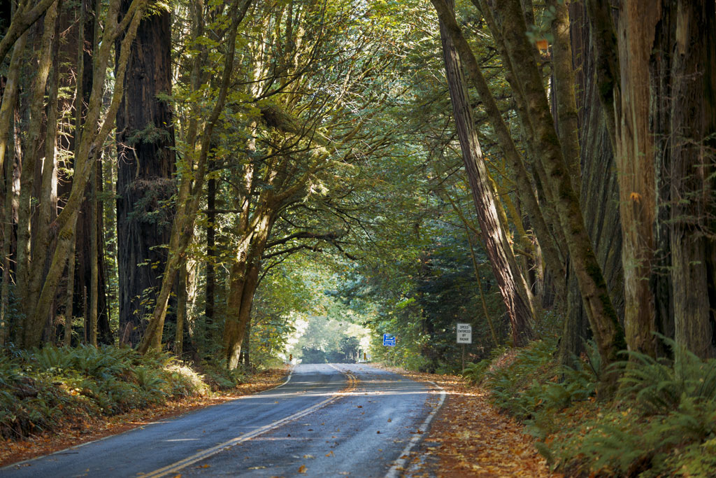 Trail Hansen Ridge Campground