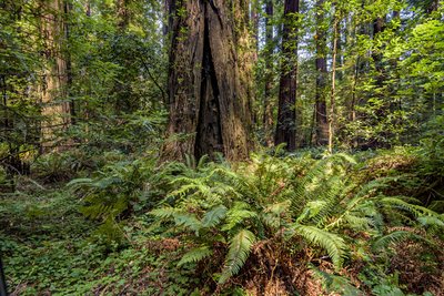 Trail Hansen Ridge Campground
