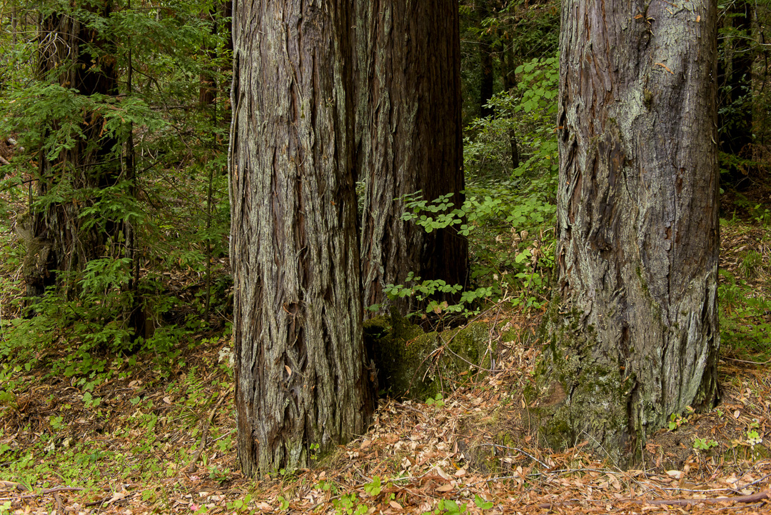 Benbow State Recreation Campground