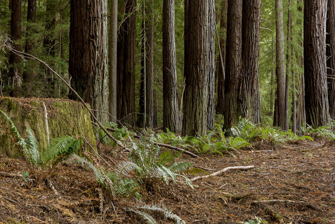 Benbow State Recreation Campground