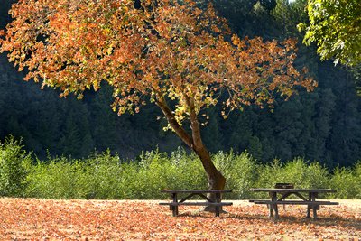 Benbow State Recreation Campground