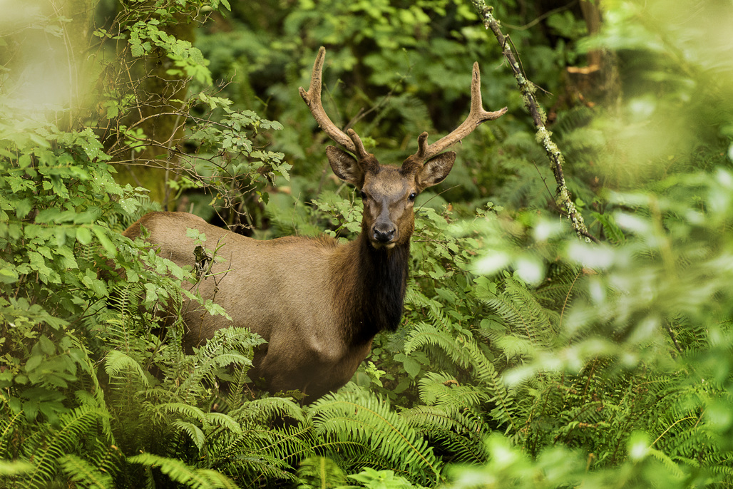 California State Parks