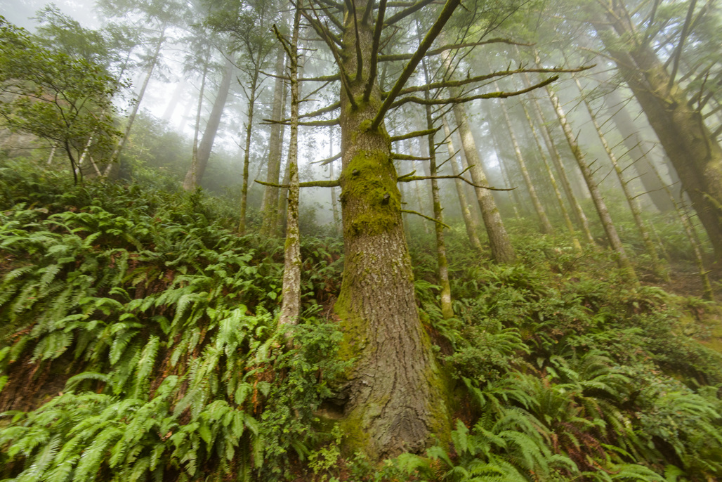 California State Parks